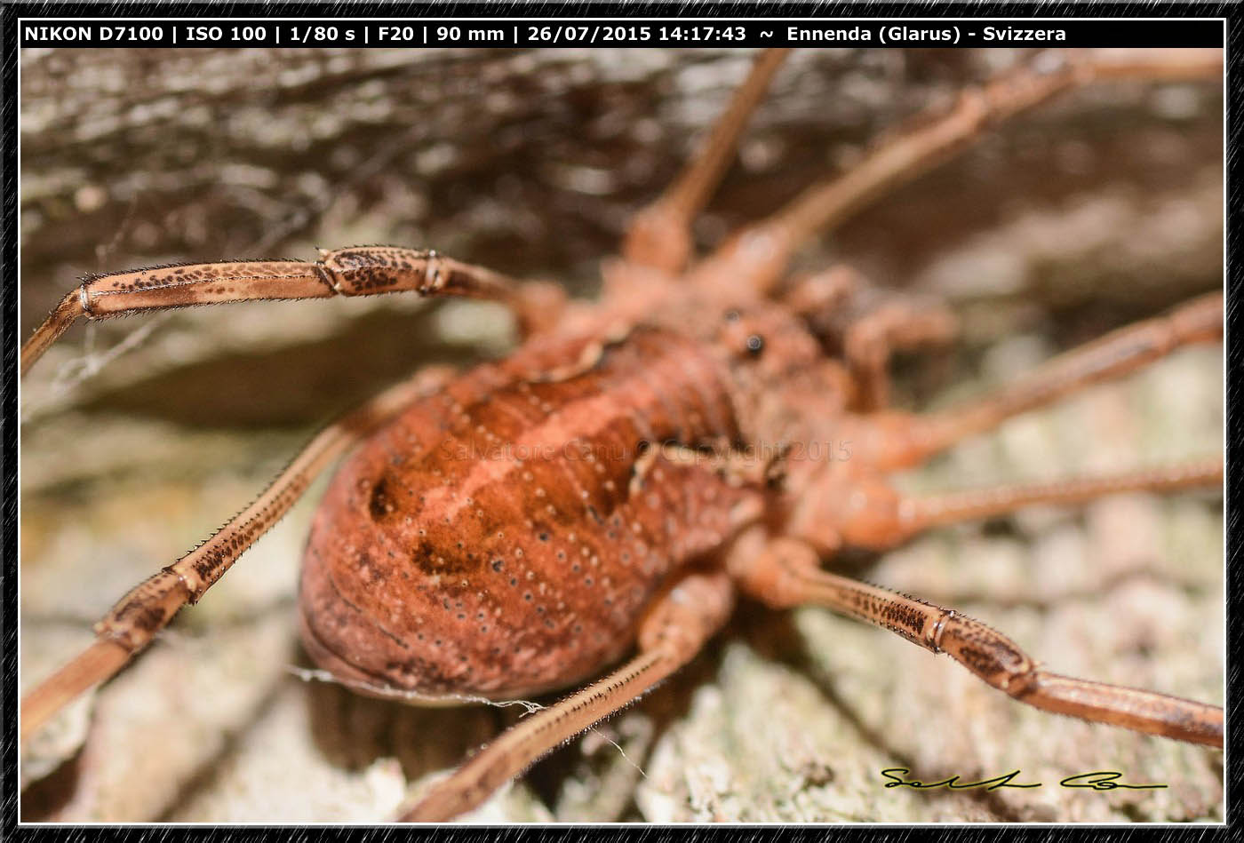 Mitopus morio (Phalangiidae)  - Ennenda (Svizzera)
